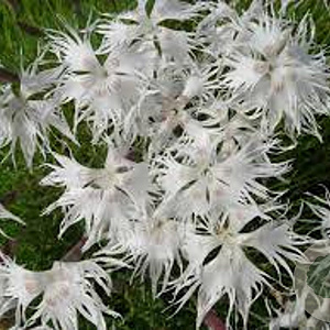 Dianthus arenarius GM P9