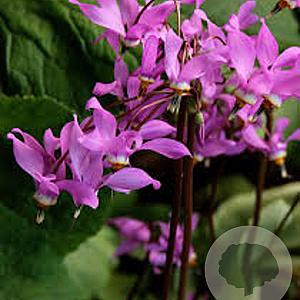 Dodecatheon jeffreyi GM P9