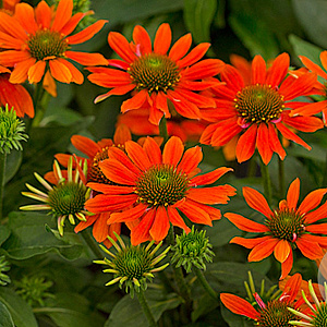 Echinacea Sombrero Adobe Orange GM P9