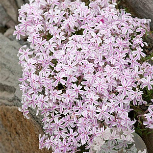 Phlox (S) Candy Stripes GM P9