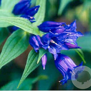 Gentiana asclepiadea GM P9