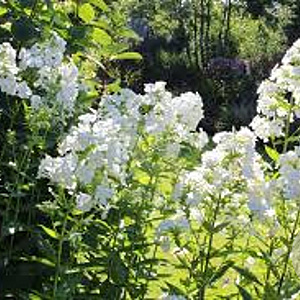Phlox (P) 'David' GM 2,0L