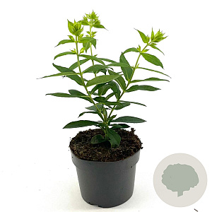 Phlox (P) 'David' GM 2,0L