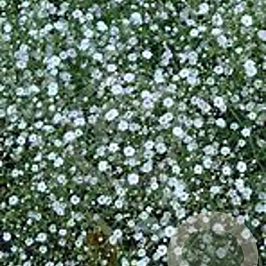 Gypsophila cerast. 'Plena White' GM P9