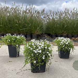 Isotoma fluviatilis 'Alba' GM P9