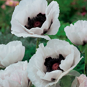 Papaver or. 'Royal Wedding' GM P9
