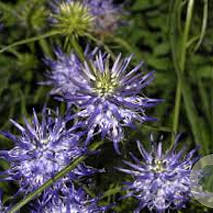 Phyteuma scheuchzeri GM P9