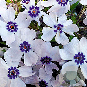 Phlox subulata 'Bavaria' GM P9
