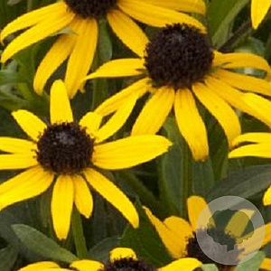 Rudbeckia f. 'Little Goldstar' GM P9