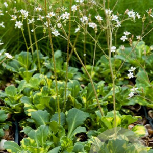 Saxifraga u. 'Variegata' GM P9