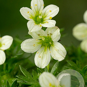 Saxifraga 'White Pixie' GM P9
