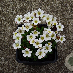 Saxifraga 'White Pixie' GM P9