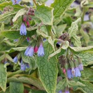 Symphytum azureum GM P9