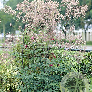 Thalictrum 'Elin' GM P9