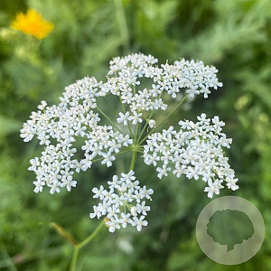 Pimpinella saxifraga GM P9