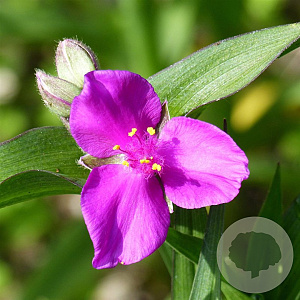Tradescantia (A) 'Karminglut' GM P9