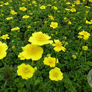 Trollius pumilus GM P9