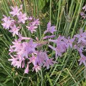 Tulbaghia violacea GM P9