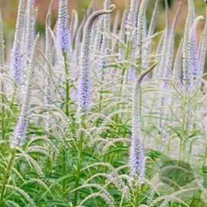 Veronicastrum virg. 'Lavendelturm' GM P9