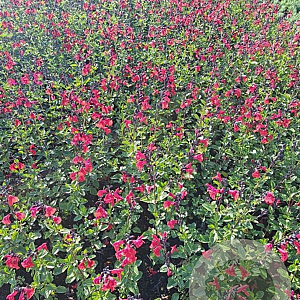 Salvia 'Royal Bumble' GM P9