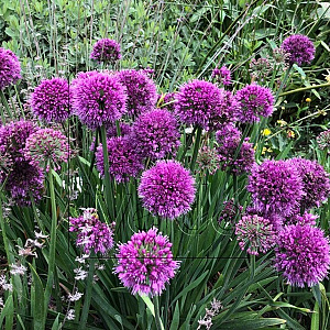 Allium 'Lavender Bubbles' GM P9