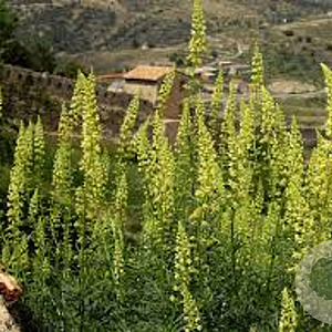 Reseda luteola GM P9