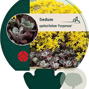 Sedum spathulifolium 'Purpureum' GM P9