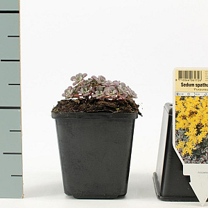 Sedum spathulifolium 'Purpureum' GM P9