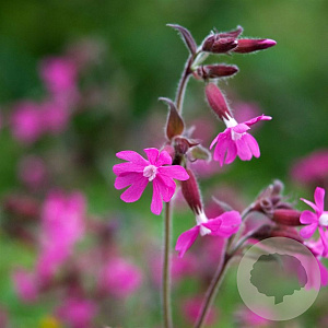 Silene dioica GM P9