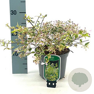 Abelia grandifl. 'Hopleys' 20-25 cm 2,0L