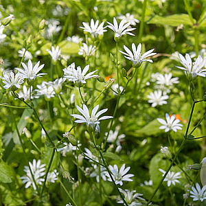 Stellaria nemorum GM P9