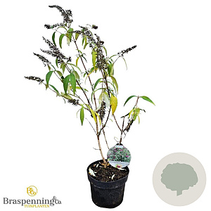 Buddleja d. Sugar Plum 30-40 cm 3,0L