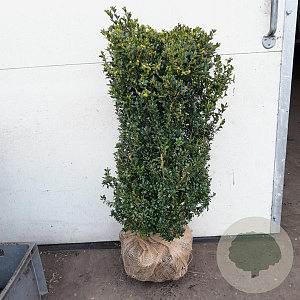 Buxus sempervirens 80-100 cm met kluit