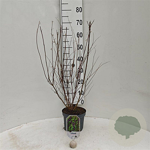 Callicarpa dichotoma 40-60 cm 3,0L