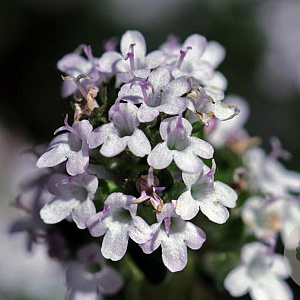 Thymus vulgaris GM P9