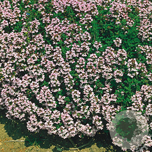 Thymus vulgaris GM P9