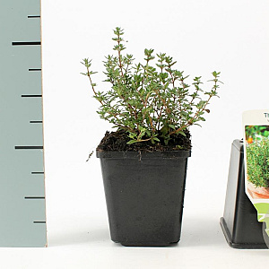 Thymus vulgaris GM P9