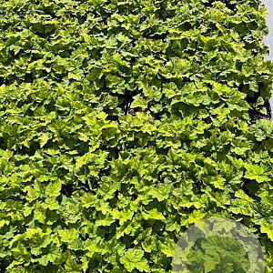 Tiarella cordifolia GM 2,0L