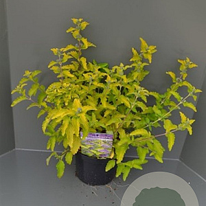 Caryopteris cland. Hint of Gold 25-30 cm 2,0L