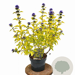 Caryopteris cland. Hint of Gold 30-40 cm 3,0L