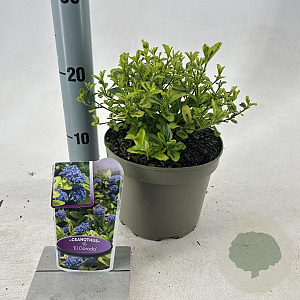 Ceanothus El Dorado 25-30 cm 2,0L