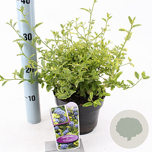 Ceanothus El Dorado 25-30 cm 2,0L