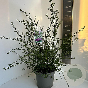 Ceanothus thyr. 'Millerton Point' 30-40 cm 5,0L