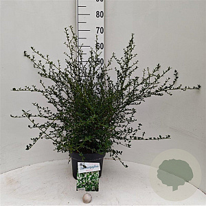 Ceanothus thyr. 'Millerton Point' 30-40 cm 5,0L struik