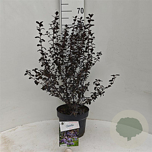 Ceanothus 'Tuxedo' 40-50 cm 5,0L