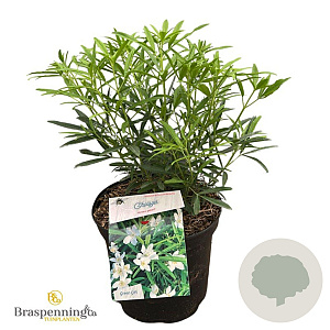 Choisya 'Aztec Pearl' 30-40 cm 5,0L struik