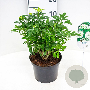 Choisya ternata 25-30 cm 3,5L