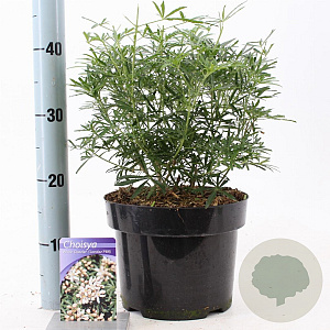 Choisya t. White Dazzler 30-40 cm 5,0L