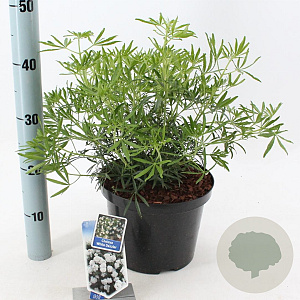 Choisya t. White Dazzler 30-40 cm 5,0L