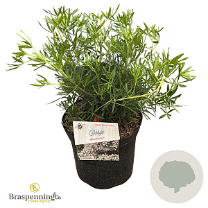 Choisya t. White Dazzler 30-40 cm 5,0L struik